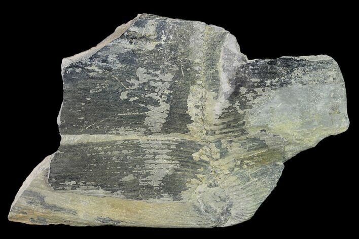 Pennsylvanian Horsetail (Calamites) Fossil - Kentucky #137712